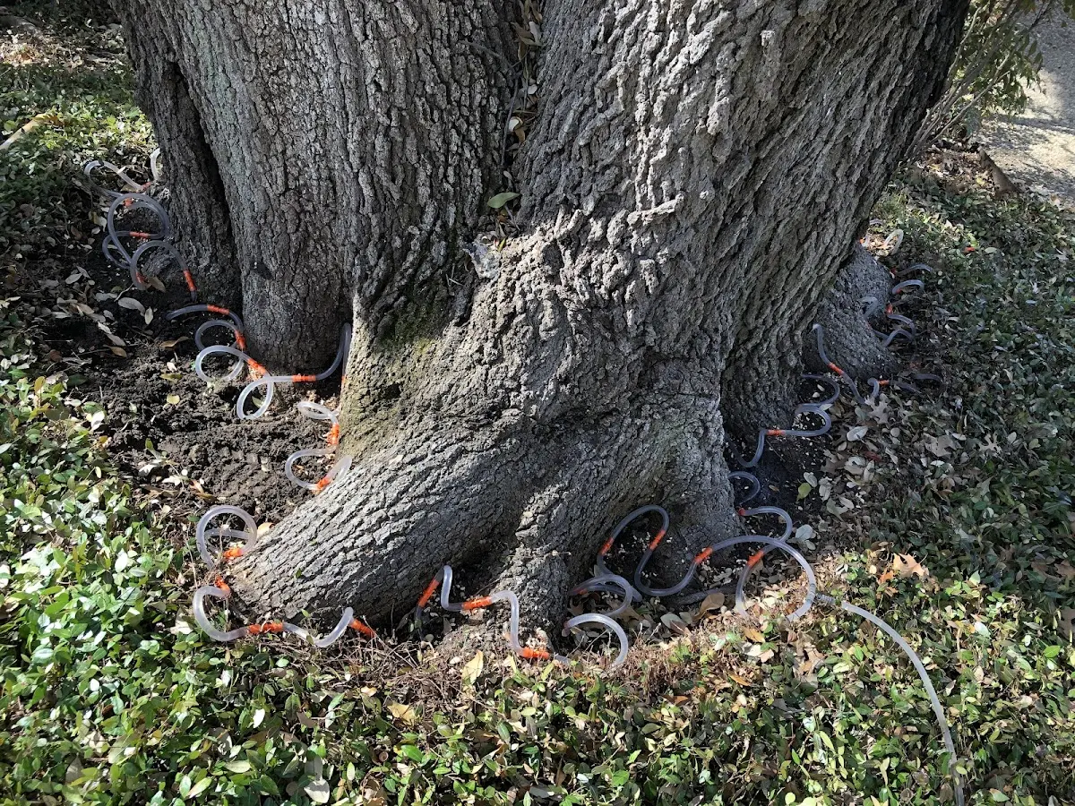 Detailed Tree Cabling and Bracing job site in Wagarville